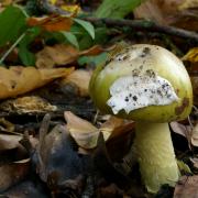 Ядовитые грибы: определяем вид и учимся отличать от съедобных Знак ядовитые грибы